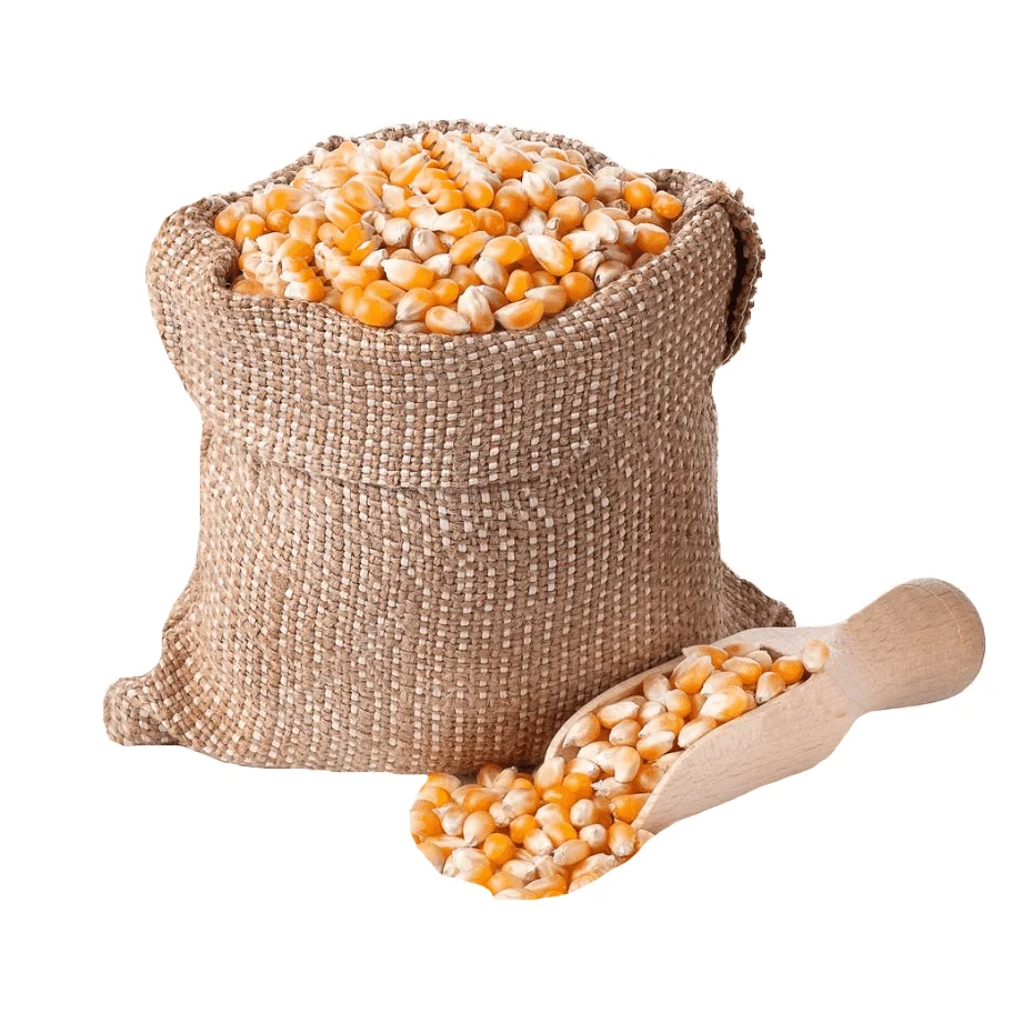 High Quality Died Yellow and White Maize / Corn Grains Available For Sale At Low Price