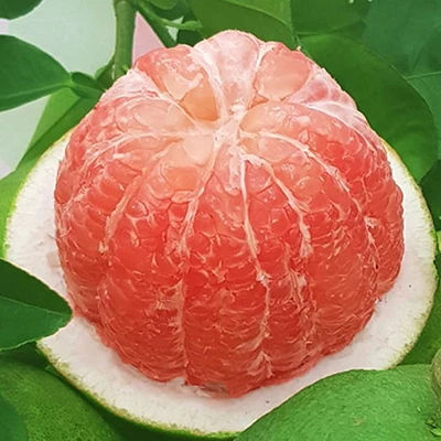 Fresh Fruit 1-1.8 kg/pcs Fresh Citrus Fruit Green Skin Pomelo Grapefruit With Pink Flesh Brix 10 - 13% From Ben Tre Vietnam