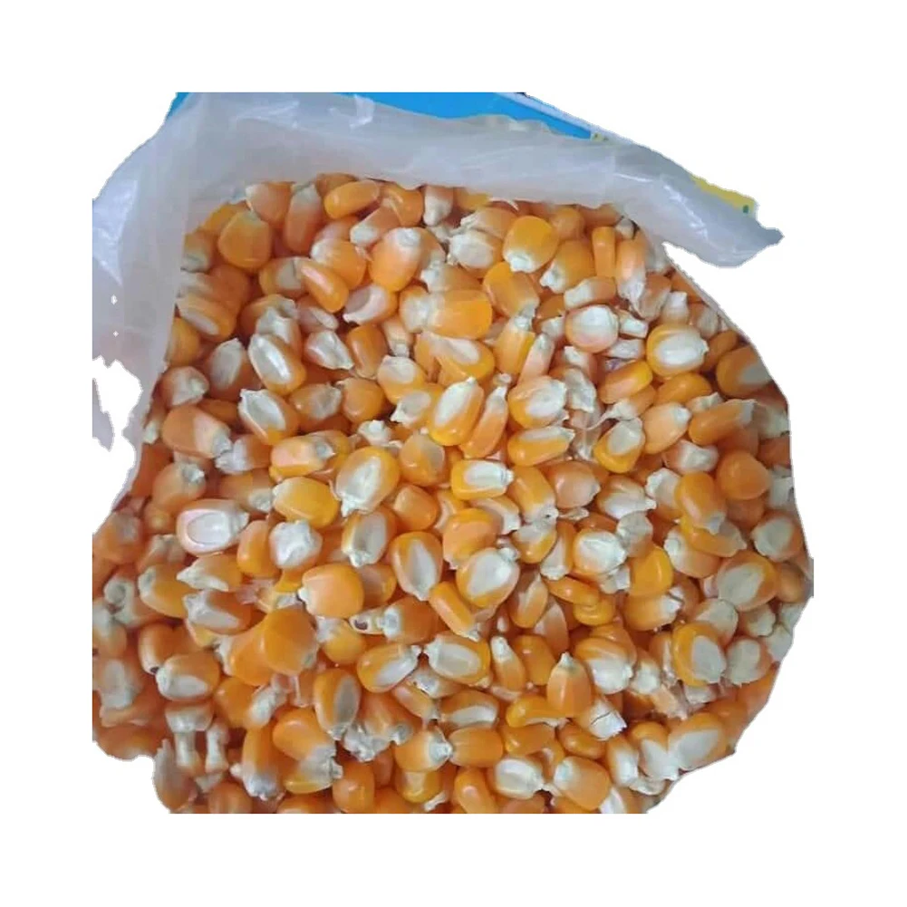 Высокое качество низкая оптовая цена Сушеные Желтые кукурузы/кукуруза для продажи