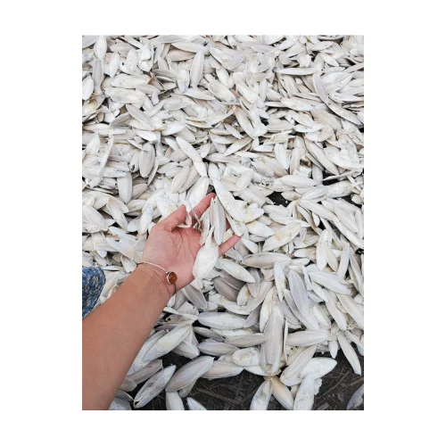 100% Natural Trimmed Dried Cuttlefish Bone From Vietnam - Sun Cuttlebones Squid Ready in Stock for Sale