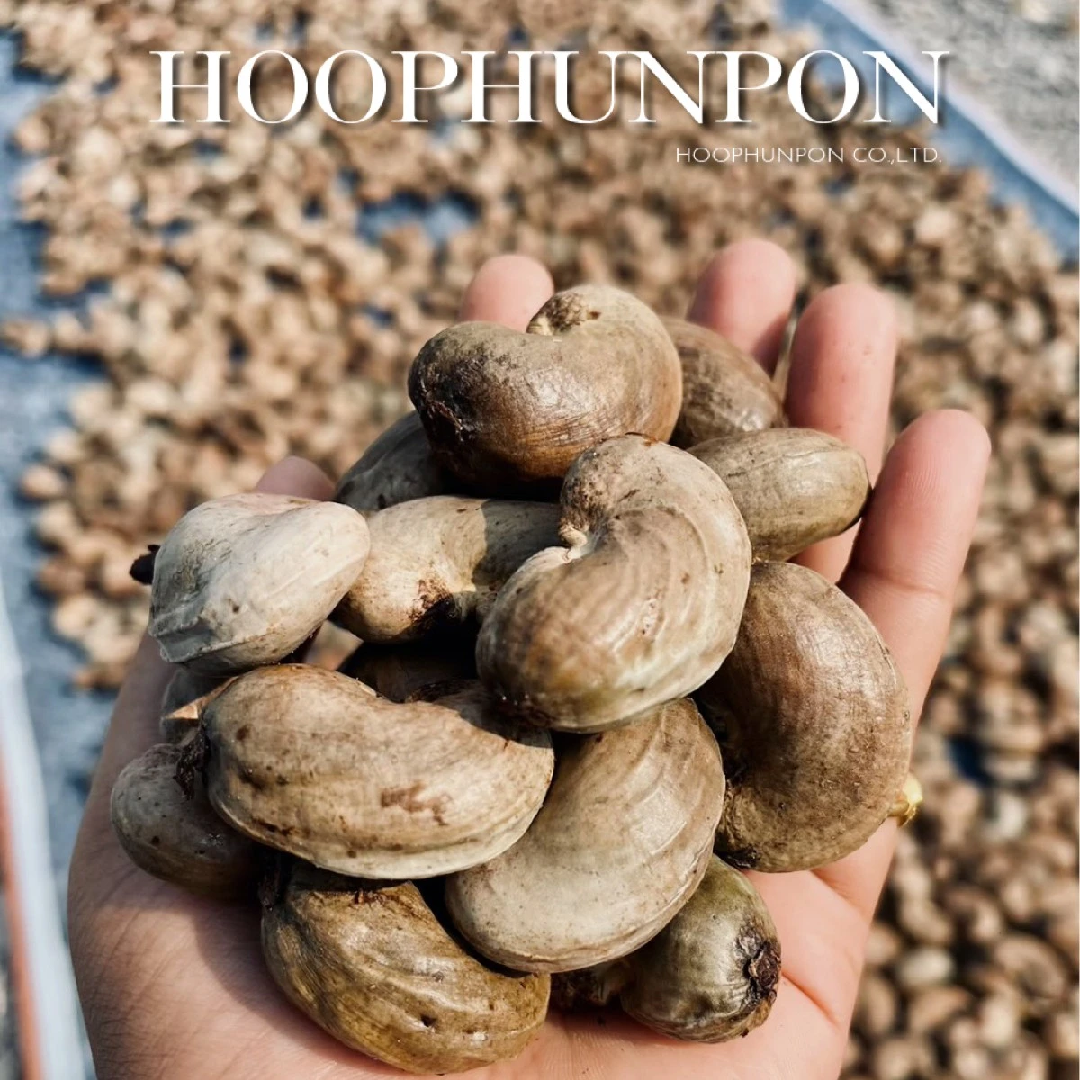 Best seller Cashew Nuts