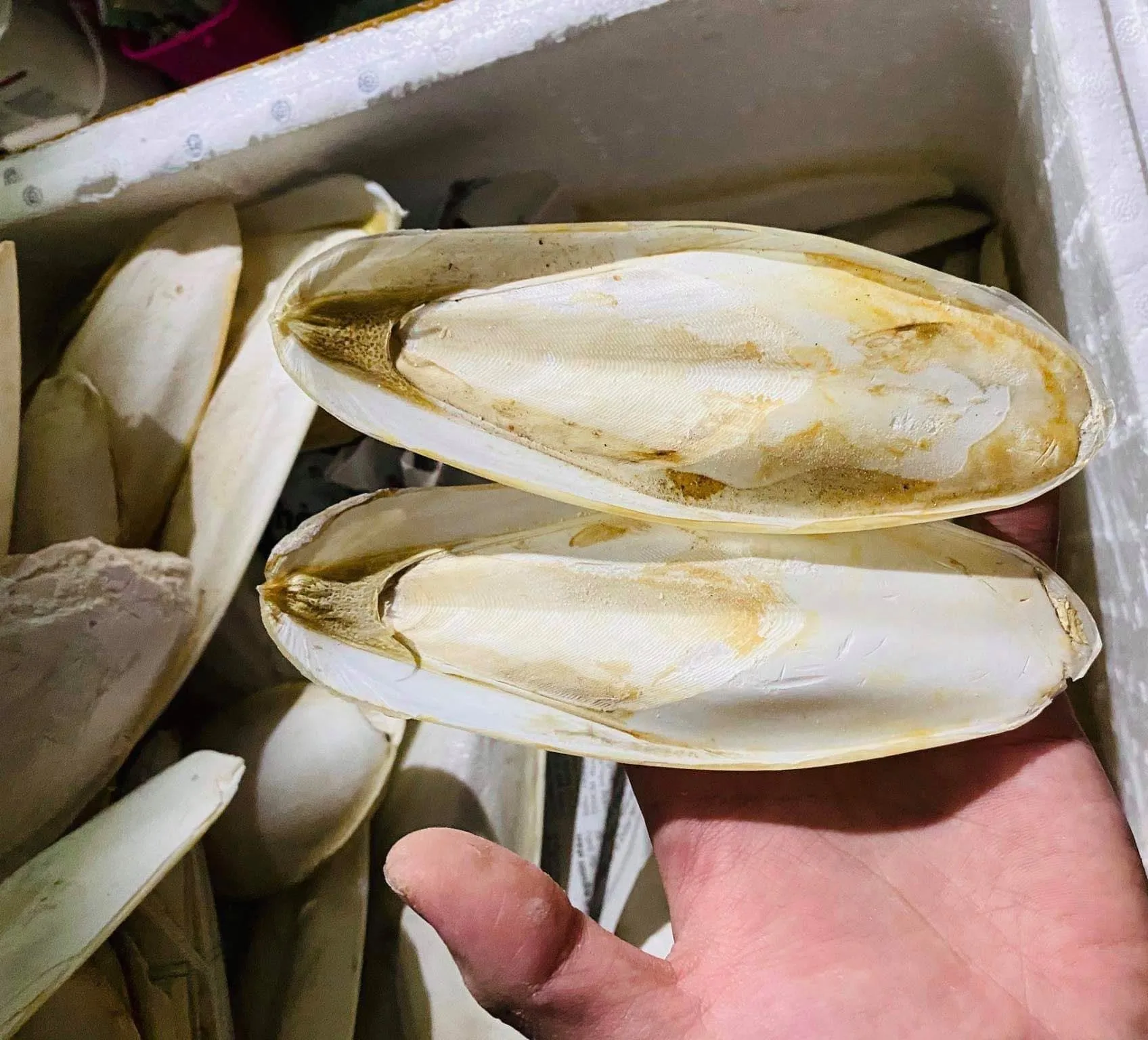 Cuttlefish Bone Cuttlebone Cuttle Fish Bones Dried Squid Bone - HIGH QUALITY - BEST PRICE - VIETNAM - Ms. Joyce +84 963327024