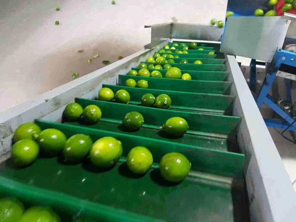 Свежий лайм без семян вьетнамское производство высокое качество Лучшая