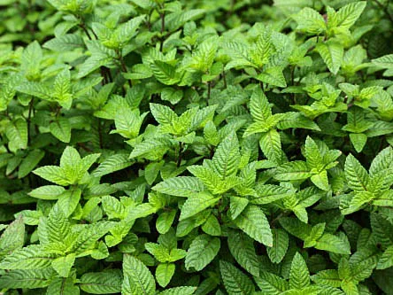 2022 г. высокое качество поставка дешевых сушеных черных трав желе из Вьетнама мисс