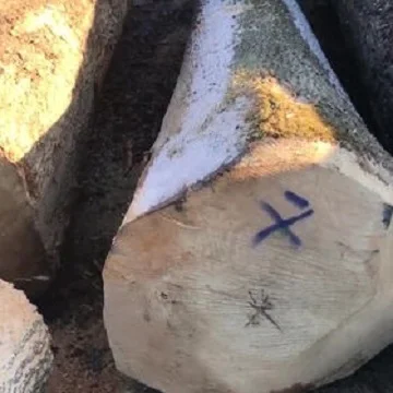 Дешевые деревянные бревна, сосновые деревянные бревна и деревянные бревна для продажи