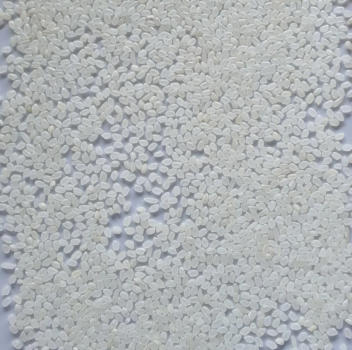 Quality Japonica Rice Soft Delicious Best Price Natural White Japonica Rice Best White round rice fresh