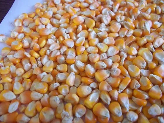 Yellow maize 3.jpg
