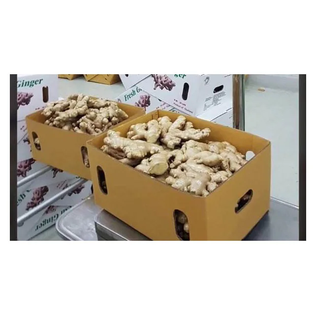 FRESH GINGER WITH 100% NATURAL GINGER FROM VIET NAM HOT SALE 2022