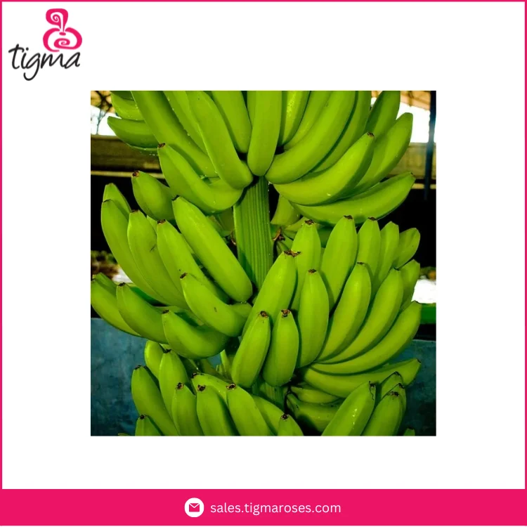 Latest Stock Arrival Best Selling Organic Fresh Cavendish Banana Ready To Ship from Ecuador