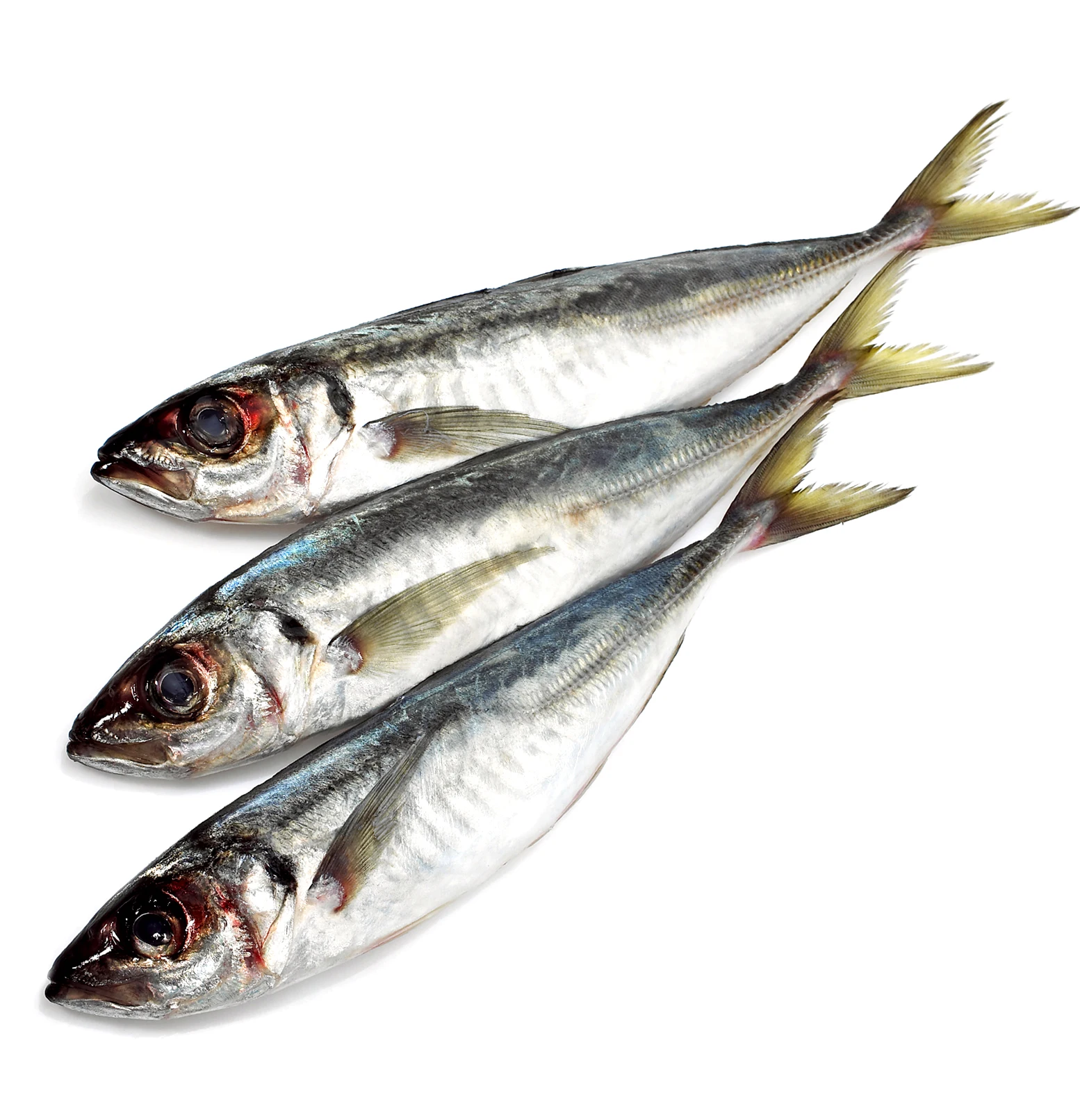 IQF frozen Horse Mackerel and Round Scad - Bulk 10 kgs/ carton - Original country Vietnam