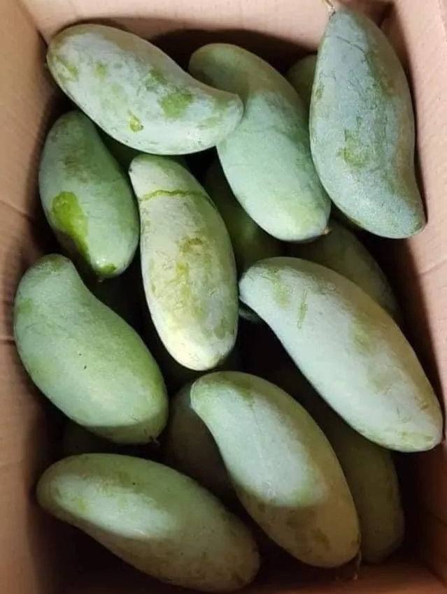 Свежий зеленый манго из Таиланда, готовый к экспорту, высокое качество, Лидер продаж, свежий зеленый манго