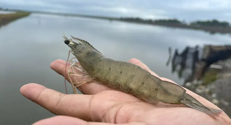 Viet Nam vanamei shrimp frozen seafood whole sale