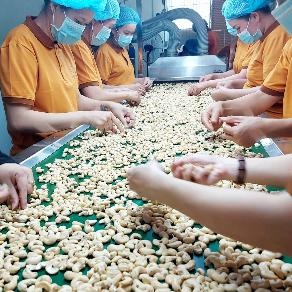 Cashew Nut Export Bulk Order Cashew Nuts Kaju W180 W210 W240 W320 W450 From Vietnam AFI Standard WhatsApp: +84931697868