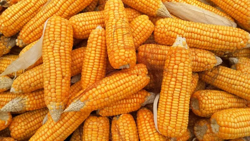Top Quality Yellow Maize Broken Feeds At Wholesale Prices From India Export Quality Yellow Maize Corn