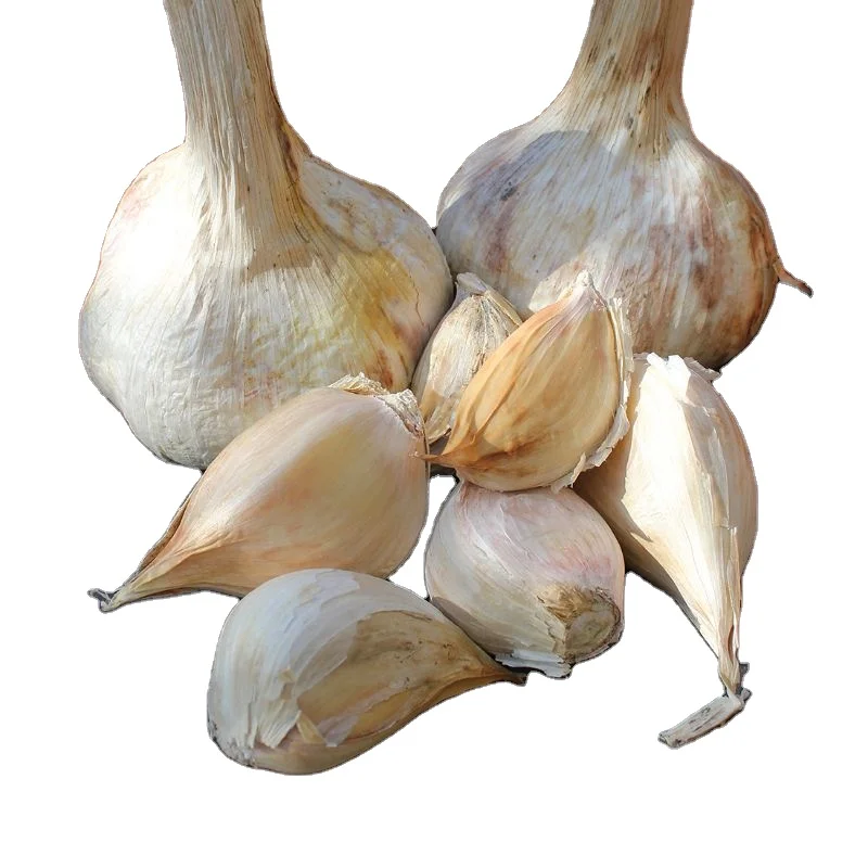 2022 MN Elephant Garlic export in net mesh bag packing