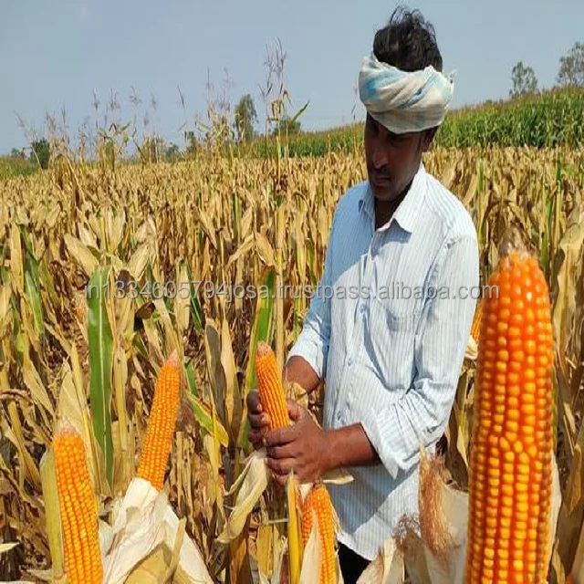 Yellow Corn Maize For Animal Feed | Pure Original Aged | Best Natural High Protein | A Quality Product by Organic Smile India