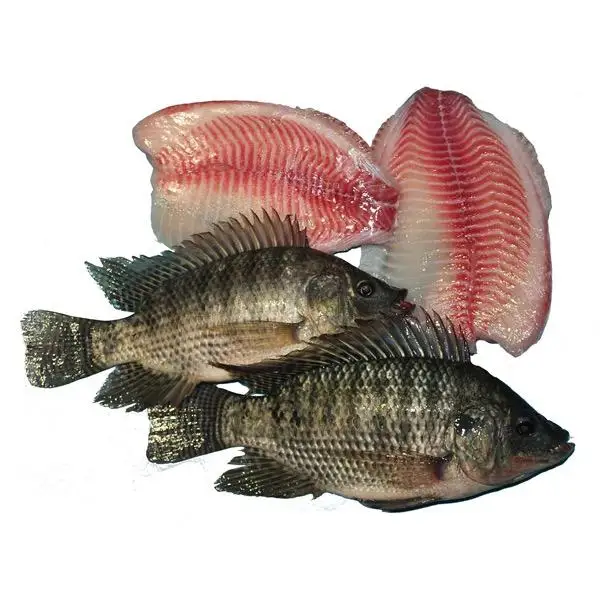 Hot Sale Tilapia Fish / Whole Round Live Black Fresh Tilapia Fish Wholesale in Bulk