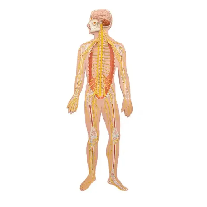 Human Anatomy Nervous Model Student Educational Teaching Biology