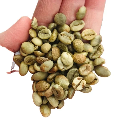 GREEN COFFEE BEAN ROBUSTA CHEAP PRICE 2023 CROP FROM VIETNAM PHALCO add whatsapp 0084963 198 873