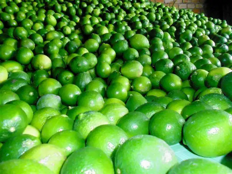 High Quality Fresh Green Seedless Lime / Farm Lemons for Export