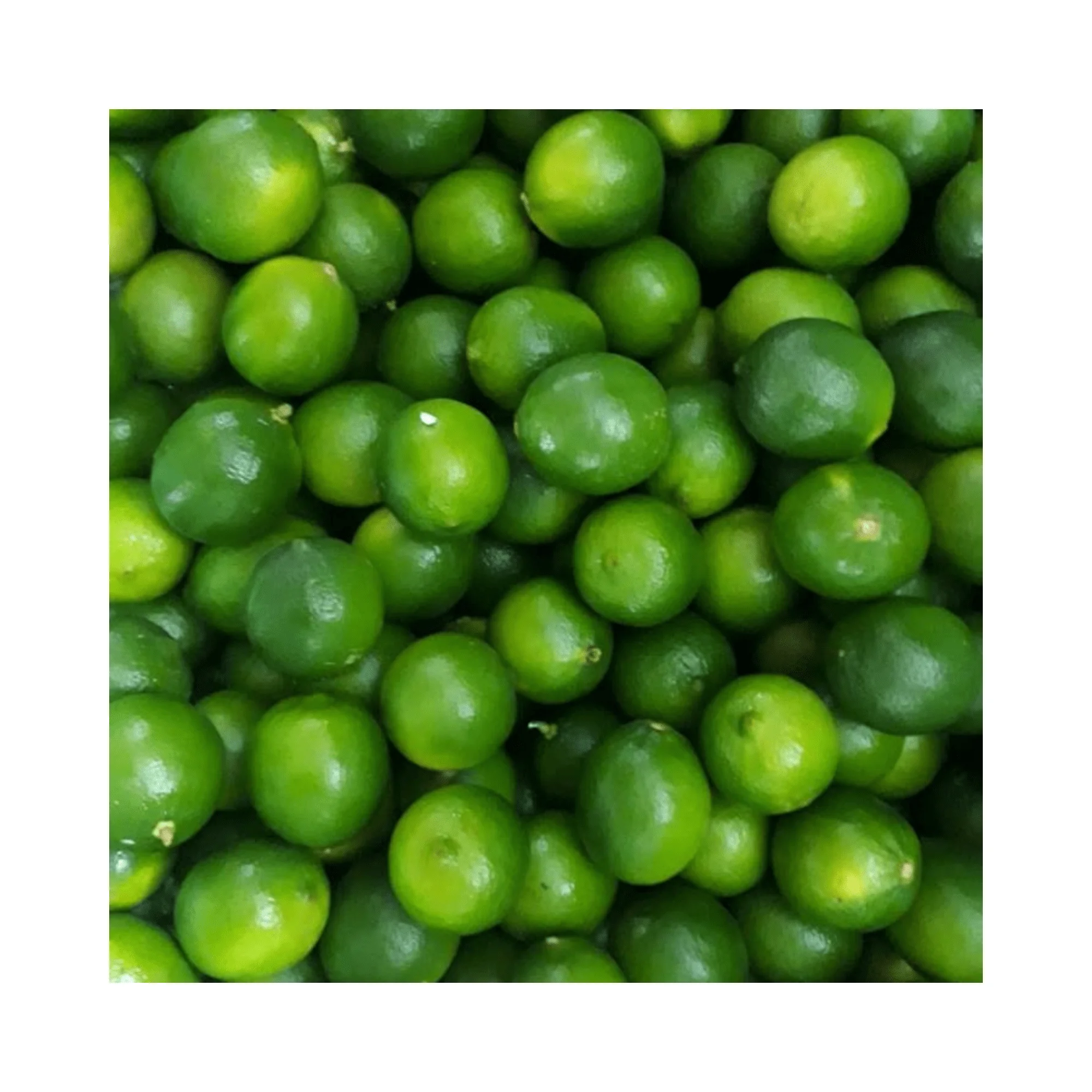 Supplying fresh lemon/ Fresh lemon from Vietnam with competitive price and high quality from 99GD
