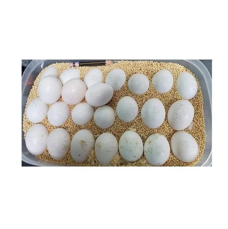 Бройлерные инкубационные яйца Ross 308 и Cobb 500 и куриные настольные яйца от поставщика свежих куриных яиц
