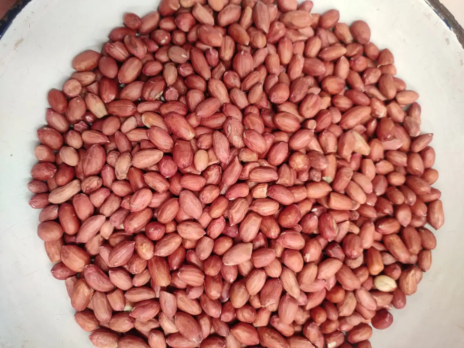 Top quality New crop Bold Peanut 40/50 50/60 70/80 for export best quality and customize packaging