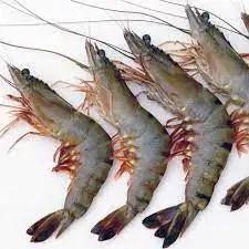 Высококачественные тигровые креветки Jumbo Prawn Black Tiger