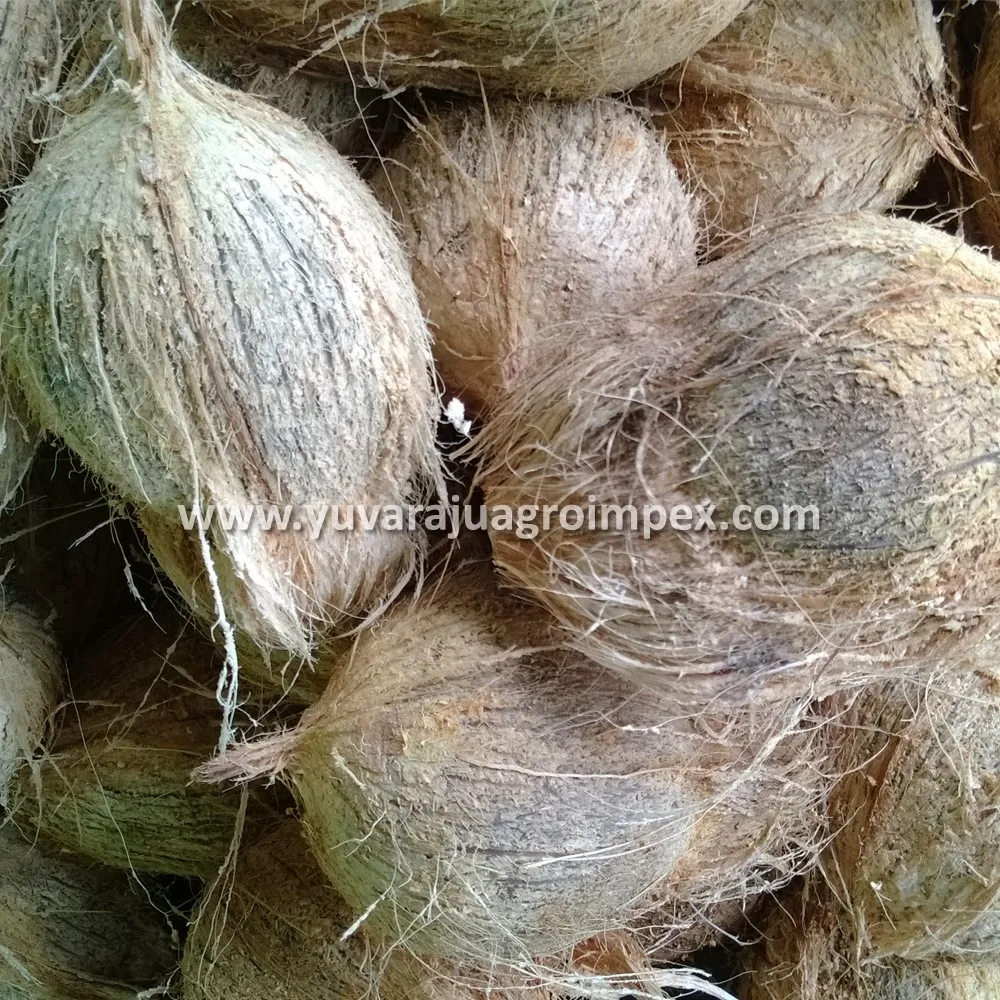 High Quality Fresh Semi Husked Coconut Manufactures in India to Malwi Peru Mexico Kenya Ethiopia Colombia Uganda