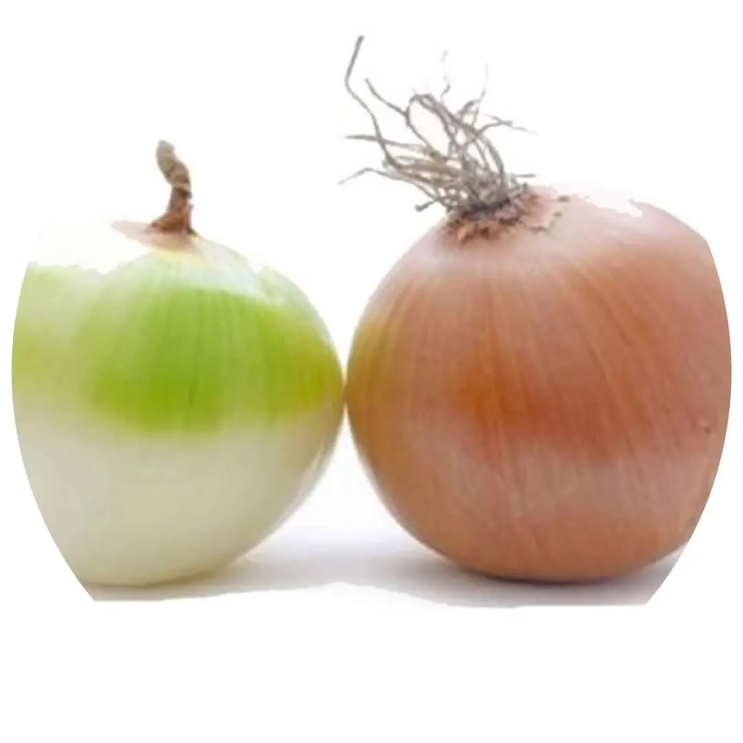 New Crop Premium Fresh White onions(Premium Quality Fresh Onion)
