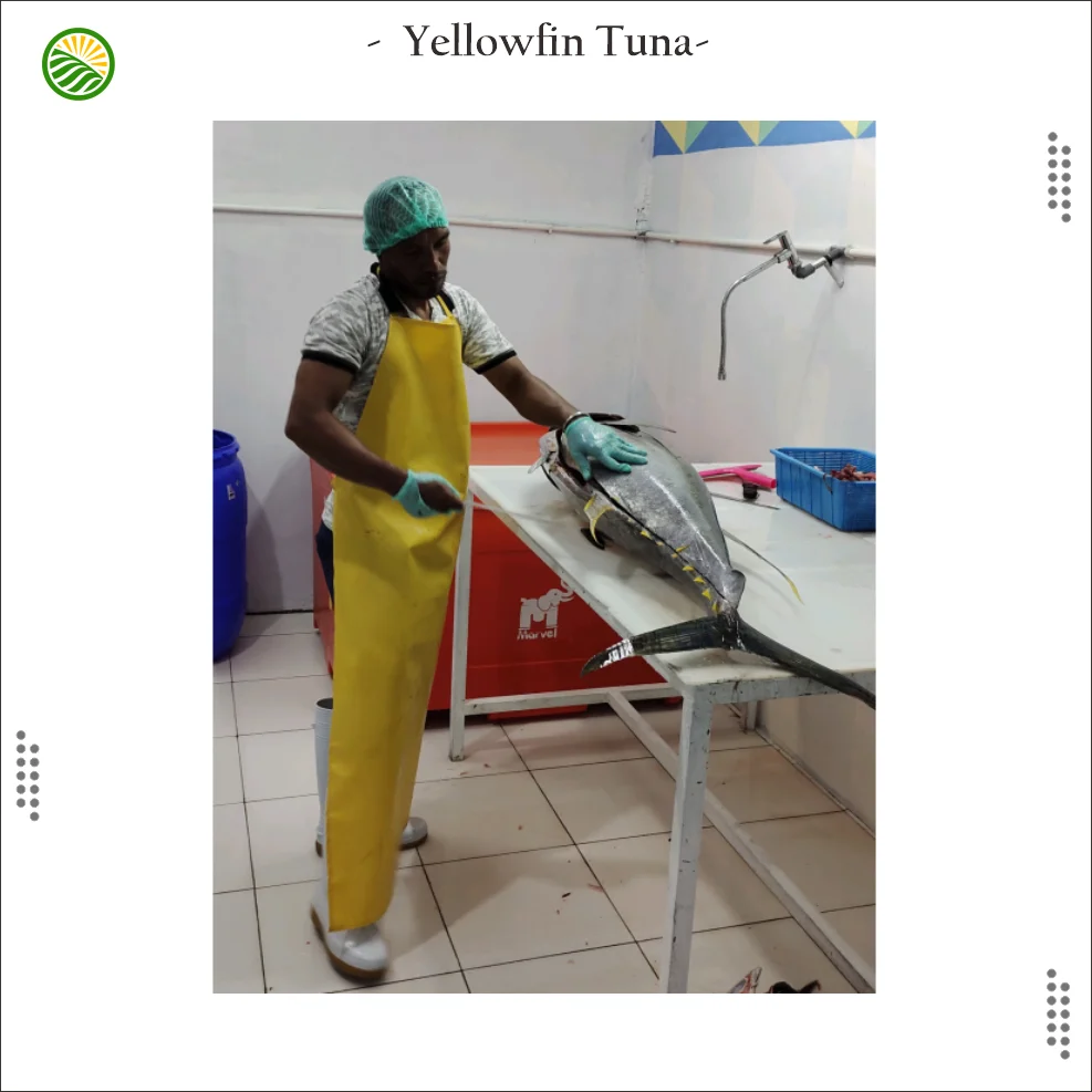 Yellowfin Tuna Loin Frozen from Indonesia Export Quality