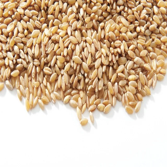 High Quality Wheat / Wheat Grain / Wheat for Sale / Barley