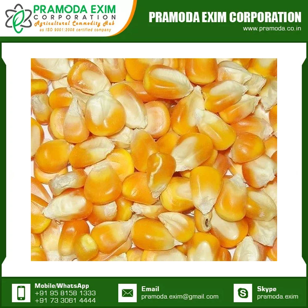 High Quality For Sale Yellow Corn Animal Feed Yellow Corn Available At Affordable Price