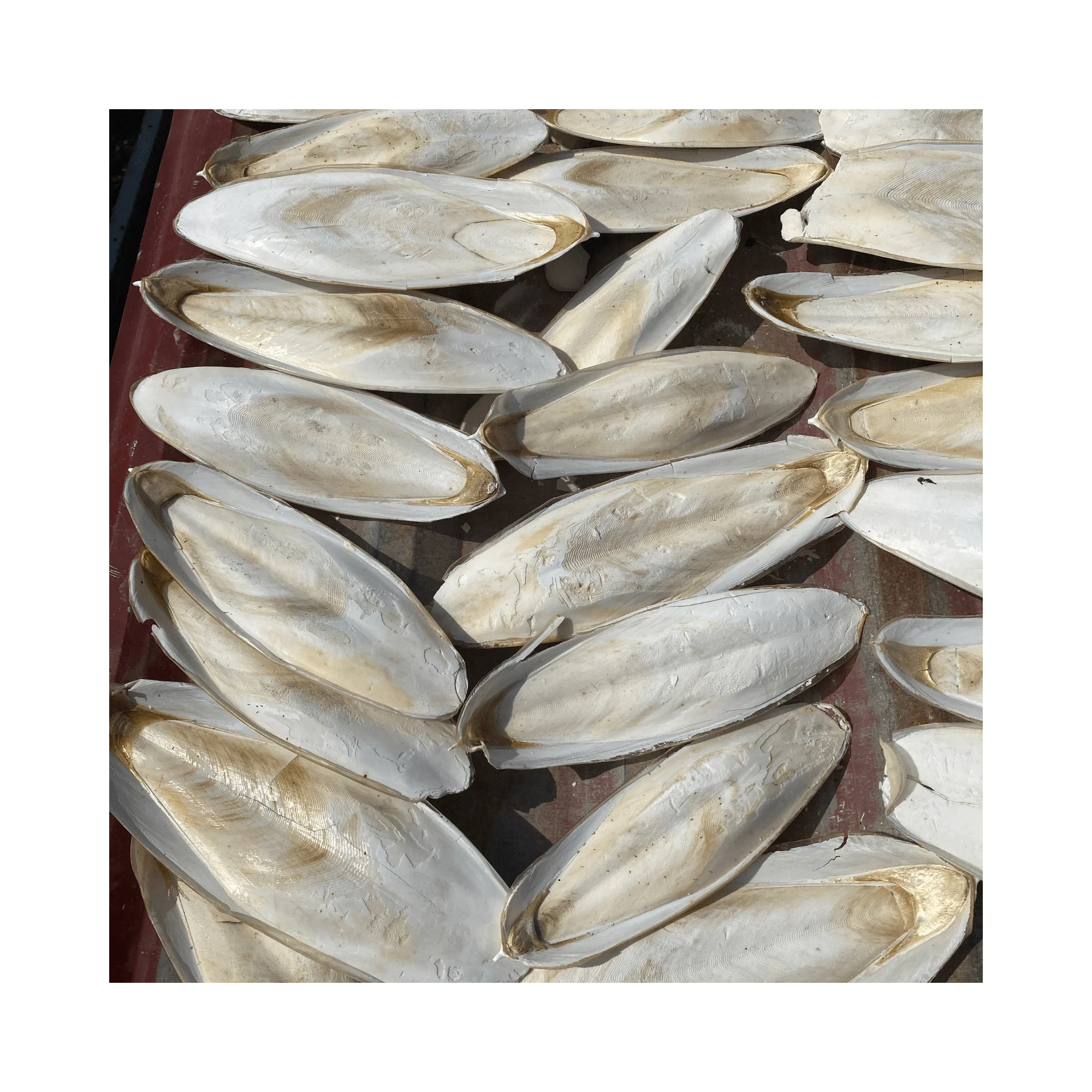 Dried Cuttlefish Bone - Fish Bones Dried Squid Bone With Competitive Price And Premium Quality Origin Vietnam 2024