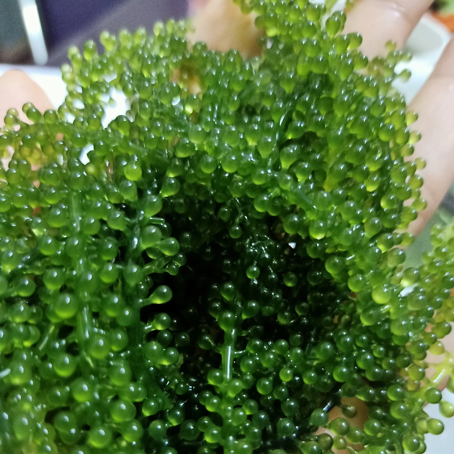 Grapes Lato/latok/Seaweed Sea From Vietnam for Exporting/ Ms. Julie +84 812208609