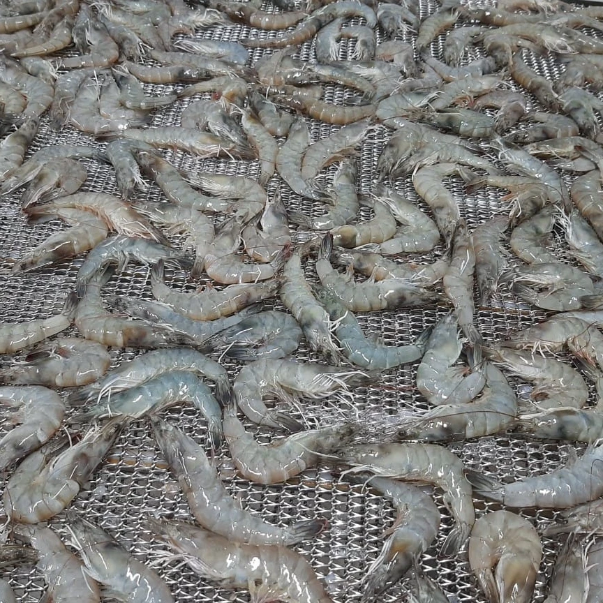 Ingredients Top Quality Standard Export Price Negotiation frozen shrimp vannamei Frozen Shrimp from Vietnam +84947900124