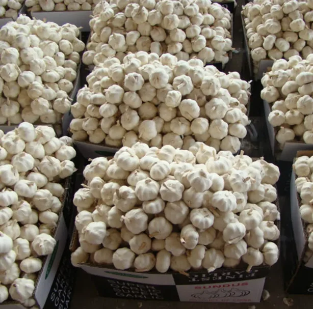 Wholesale Newest Crop Sumatra Red Onions Fresh and Original from Indonesia Premium Quality Onion Suppliers