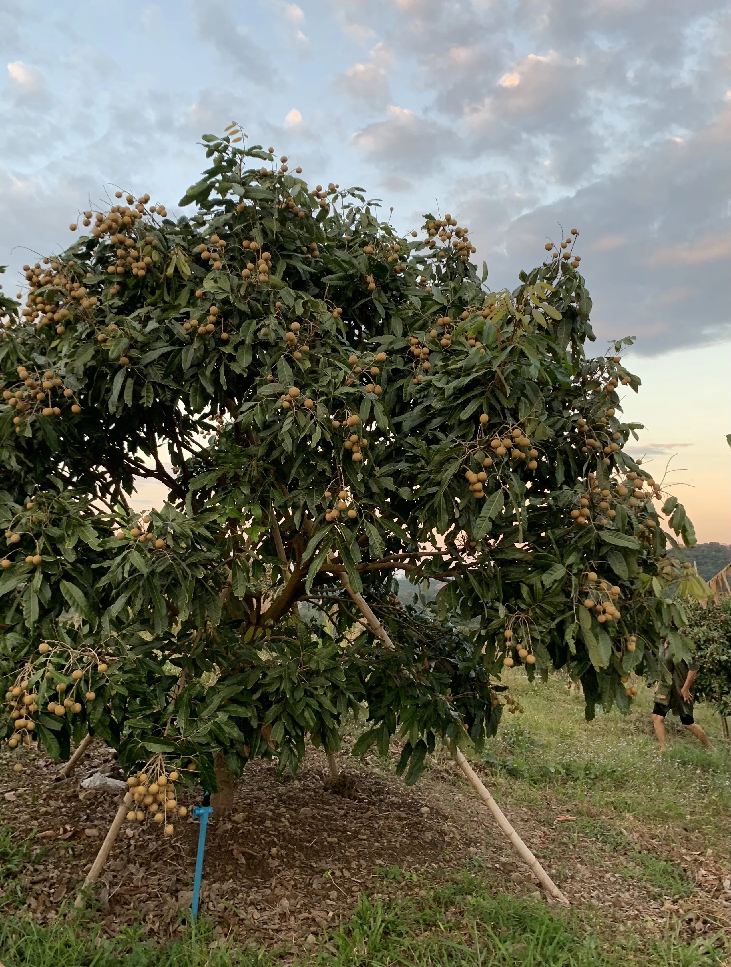 Thai Dried longan Shredded Grade
