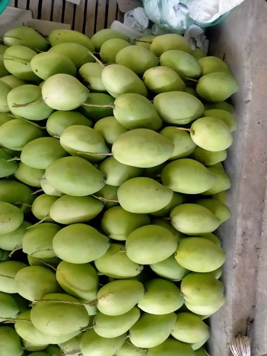 Best Selling Best Quality Fresh Green Mango Golden Nam Dok Mai Mango Grade A Size 250-350 Gram Weight 15 Kilogram Fruit Vietnam
