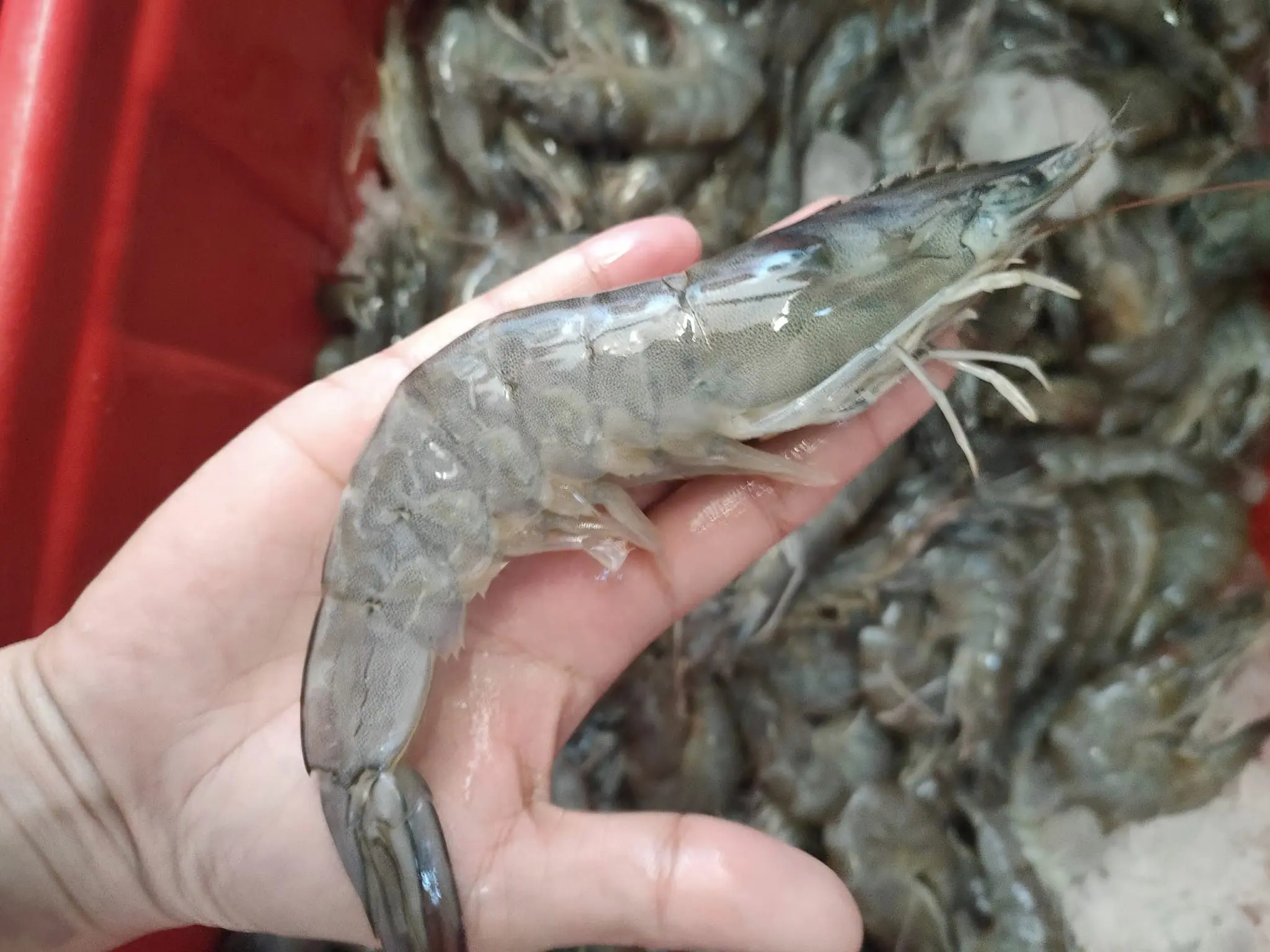 Frozen Lobster / Frozen Lobster Tail / Fresh Live high quality seafood frozen  shrimp from bangladeshi supplier