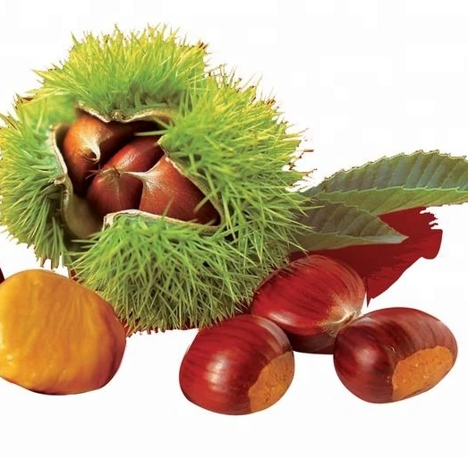 Organic Chestnuts Kernels High Quality Fresh Import Sweet Tasted Dried Peeled Raw Food Good Selling for Sale