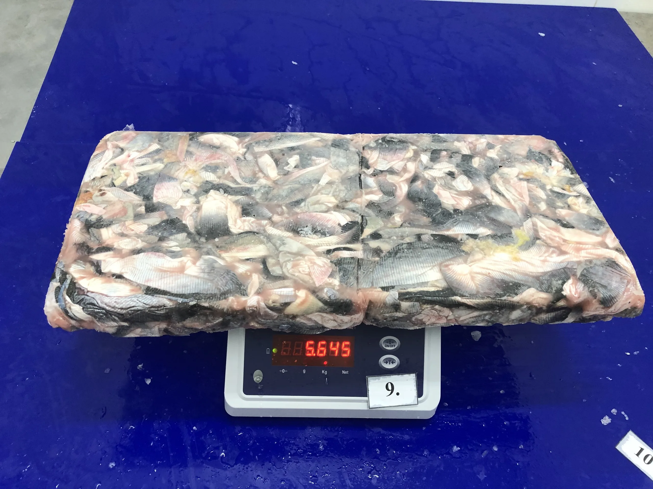 Fresh pangasius skin/ basa fish skin