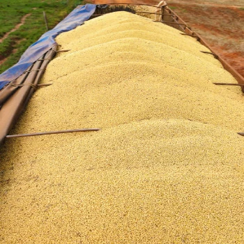 Best Quality Natural and Non- GMO Yellow Soybean Seeds / Soybean / Soya beans High QualitySouth Africa Origin