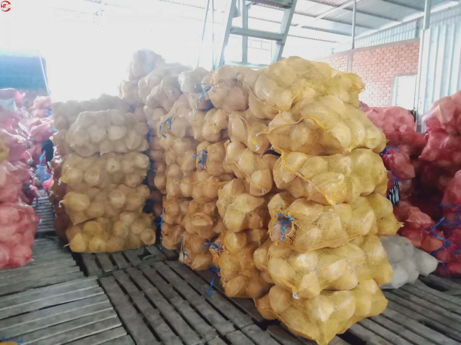 Convenient Use Vietnamese Export Sweet Organic Husked Fresh A Grade Young Coconut With Ring Pull (Shell Peeled & Polished)