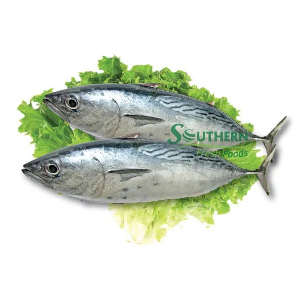 Shape life origin package reasonable price wholesale bonito tuna Frozen Bonito WR Sea Fish Wild Caught SFF from Vietnam