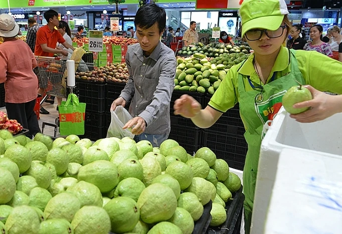Fresh Guava Good Taste Fresh Fruit Origin Vietnam