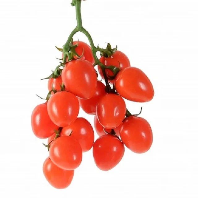 Вкусный свежий томатный экспорт по хорошей