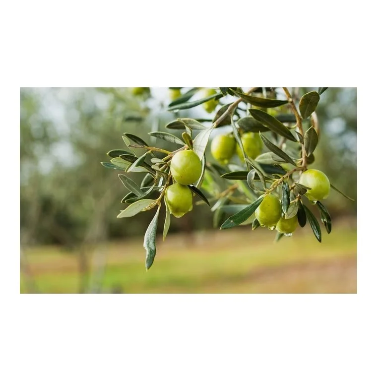 HIGH-QUALITY NATURAL FRESH BLACK AND GREEN OLIVES PITTED SCRATCHED PEPPER-STUFFED SLICED OLIVES