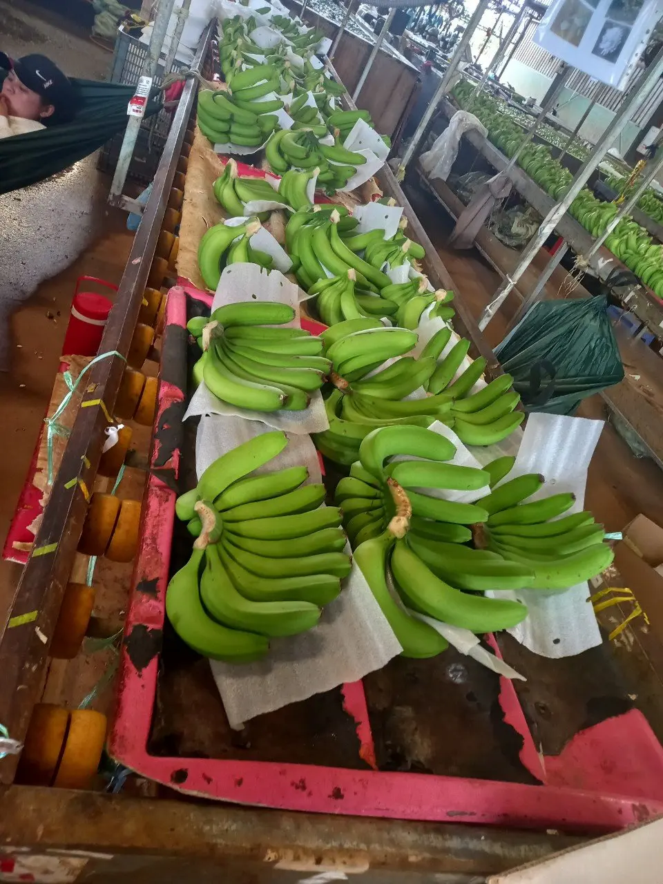 Green Fresh Cavendish Banana Cheap Price High Quality From Vietnam