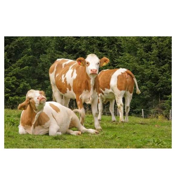 Hot Sale Real Quality Holstein Friesian Live Cattle Wholesale Price Supplier